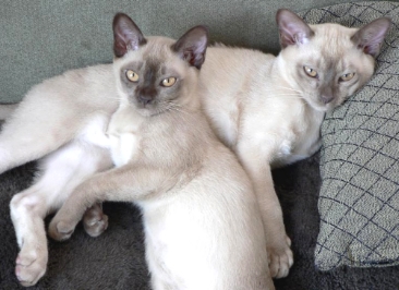 Two big Burmese kittens
