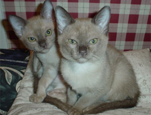 Two Burmese in beige and brown
