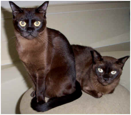 Two dark brown Burmese cats
