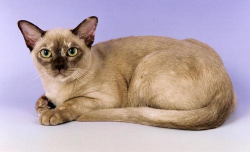Vintarn Burnese cat with dark brown ears
