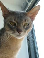Abyssinian face_gray and beige
