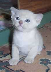 White Burmese young kitten
