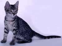 California Spangled Cats Pictures  Gallery