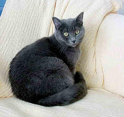 Black Chartreux cat on sofa
