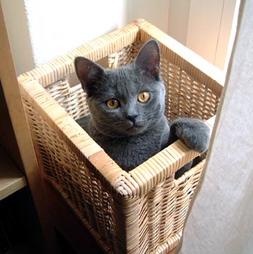 Black Chartreux kitten in basket
