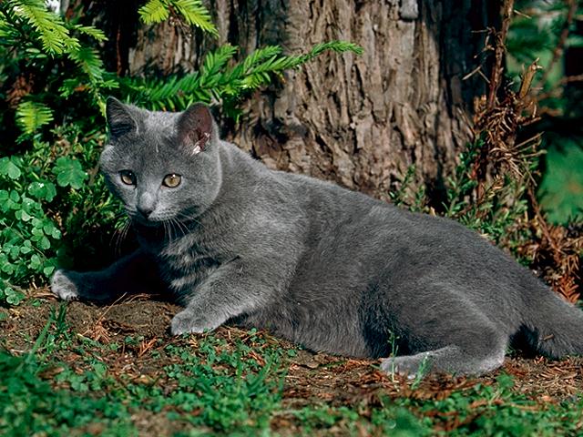 Black Chartreux kitten in forest
