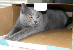 Blue Chartreux cat in box
