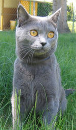 Blue Chartreux cat on grass
