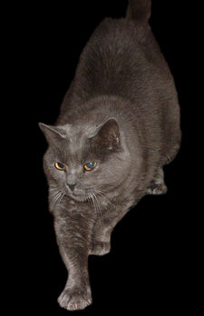 Chartreux cat in dark brown
