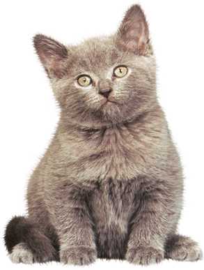 Chartreux kitten in brown
