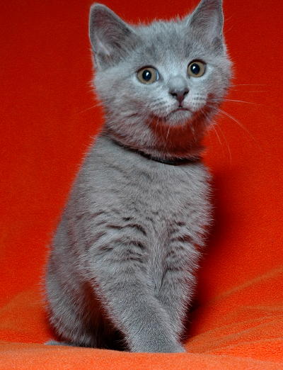 Young Chartreux kitten
