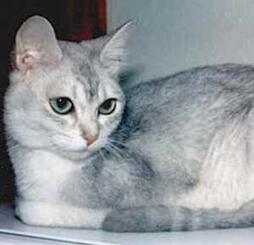Asian Group Cats Gallery