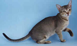 Asian Group kitten in grayish blue
