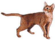 Abyssinian in golden white
