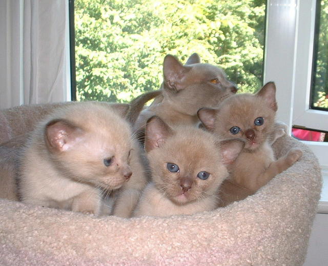tan Asian kittens
