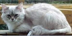 Tiffanie cat in graysh white
