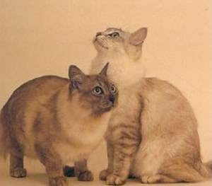 Tiffanie cats
