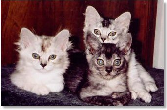 tiffanie kittens belong to Asian Group breed
