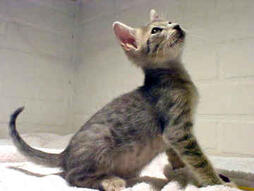 Ocicat Pictures Gallery