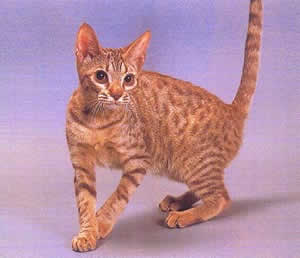 ocicat in gold and brown
