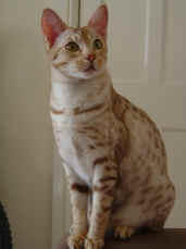 Ocicat in white and beige
