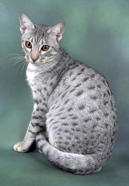 Ocicat in white and gray
