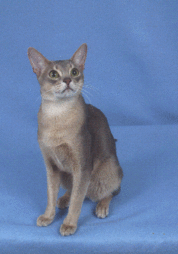 Abyssinian in gray and white
