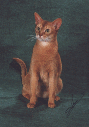 Abyssinian in tan and white
