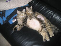 Puffy and Nowby, Product Testers of KittyMeowToys.com