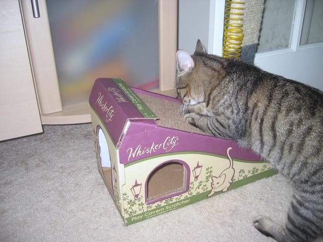 Nowby enjoys scratching her claws at the Whisker City Play Cavern Scratcher
