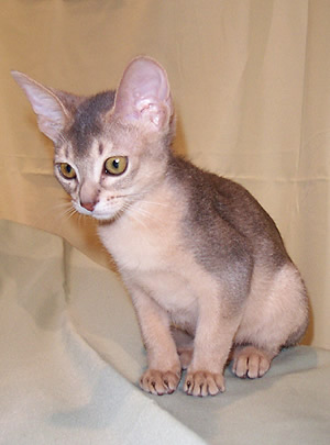 Abyssinian kitten in beige and gray

