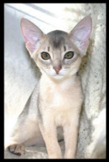 Abyssinian kitten in gray and white
