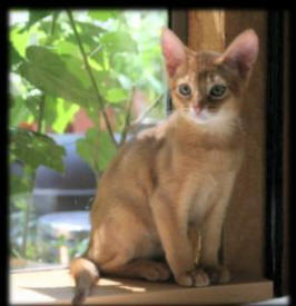 Abyssinian kitten in light tan
