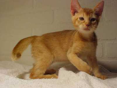 Abyssinian kitten in red tan
