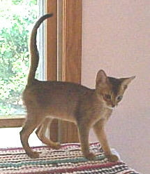 Abyssinian kitten in tan
