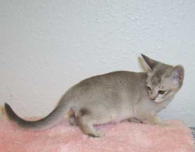 Abyssinian kitten in white and gray
