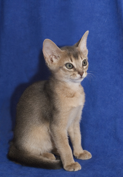 Abyssinian kitten with big ears in gray, white and light tan
