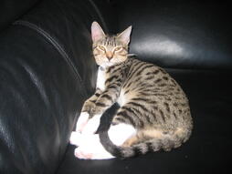 Toby the Kitty