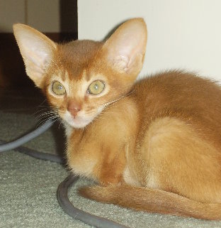 Abyssinian Kitten with big ears
