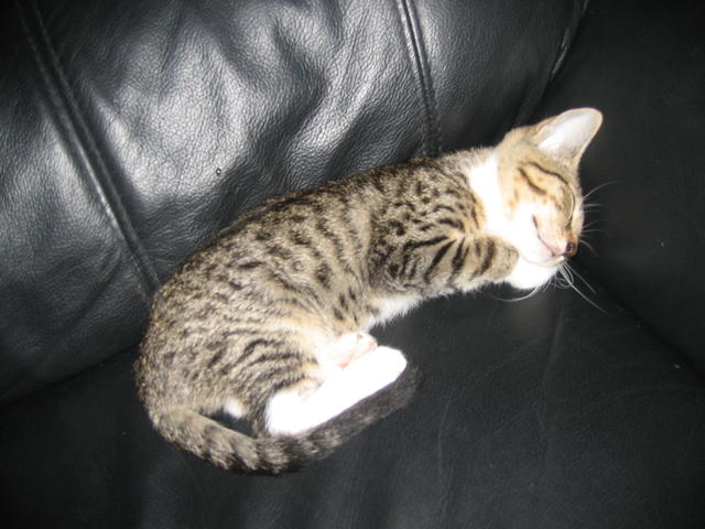 Toby kitten sleeping
