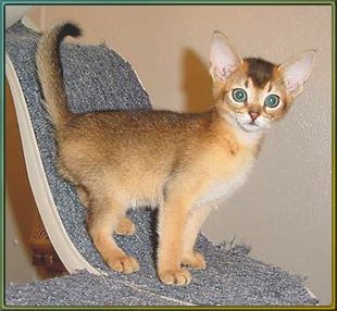 Abyssinian kittens with big blue eyes
