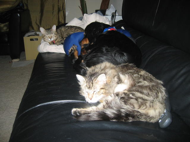picture of cats and dog together

