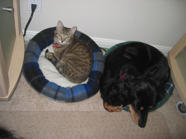 dog and cat picture
