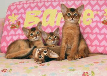 Abyssinian kittens_four of them
