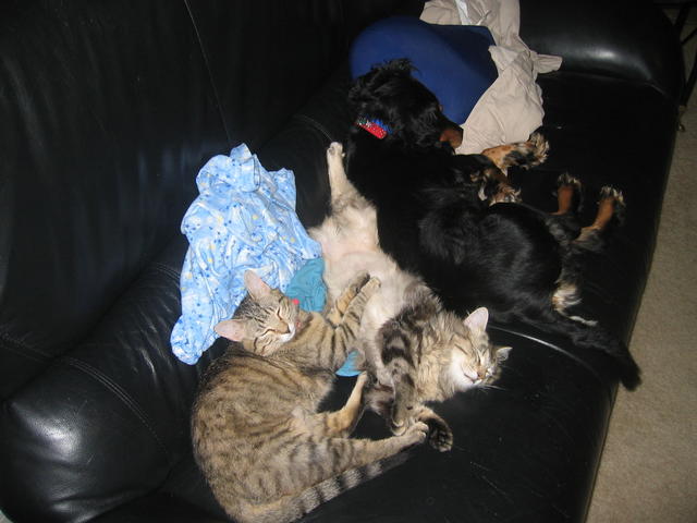 dog and cats sleep on cauch
