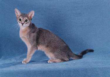 Abyssinian with gray, black and beige
