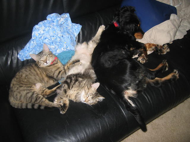 our cats and dog sleeping on sofa
