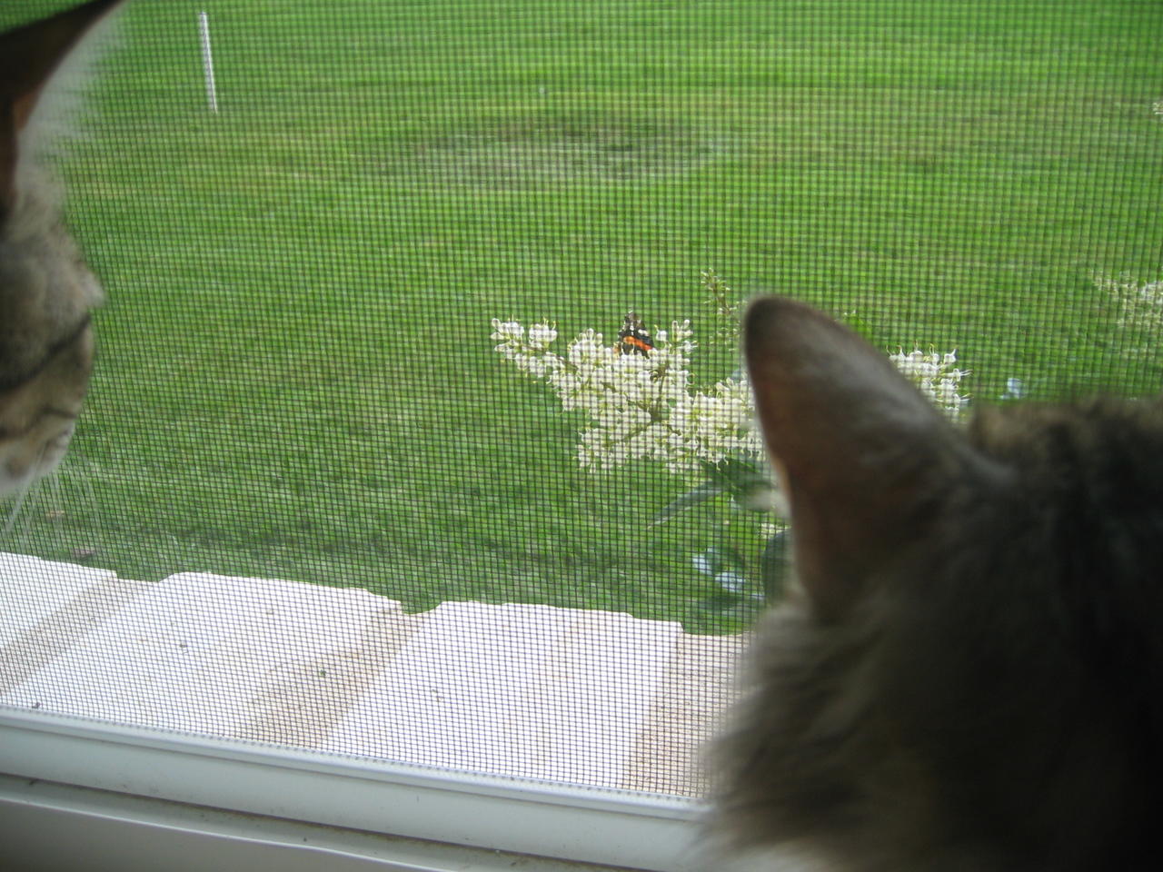 cats love the white flowers
