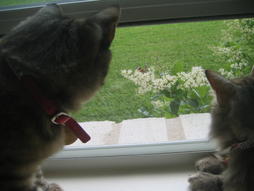 cats enjoying the nature via window

