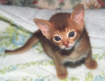 Abyssinian young kitten
